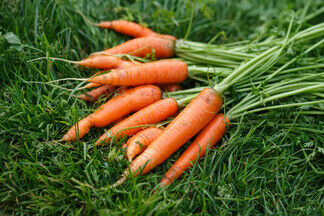 Врачи объяснили, в чем заключается польза моркови для глаз