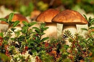 Как избежать отравления в грибной сезон