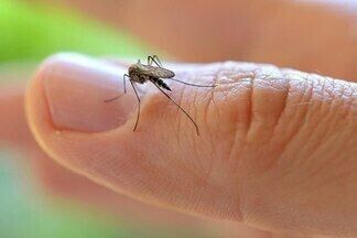 Как защититься от комаров: три альтернативных способа