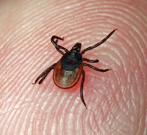 Клещ фото